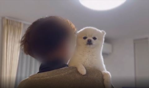 少し耳見えるワンコ