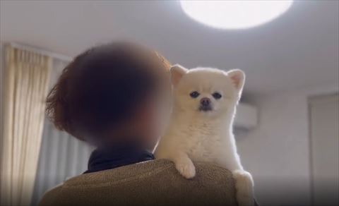 抱っこされてるワンコ