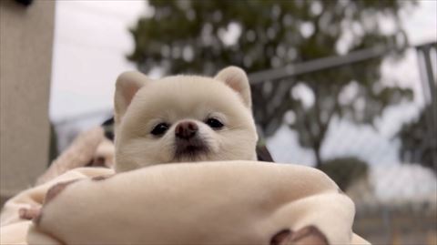 毛布くるまれてるぽんちゃん