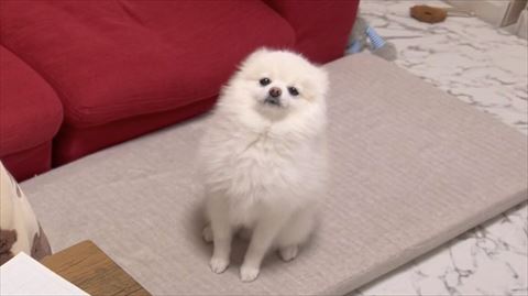 胸張ってお座りワンコ