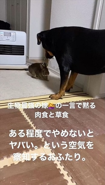 ウサギと仲良しなワンちゃん