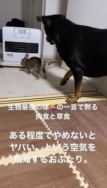 逃げるウサギ