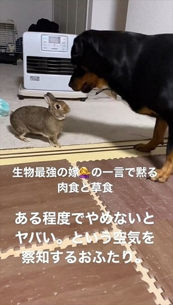 ワンコを見つめるウサギ