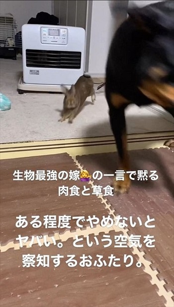 逃げるワンコ