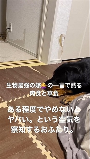 大人しくなった犬