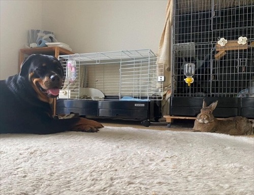 距離をたもつウサギと犬