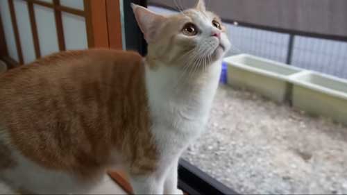 次女の帰りがうれしい猫