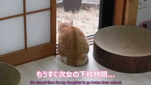 次女の帰りがうれしい猫