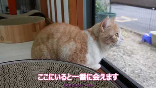 次女の帰りがうれしい猫