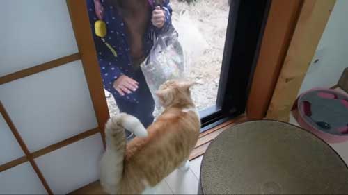 次女の帰りがうれしい猫