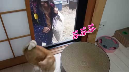 次女の帰りがうれしい猫