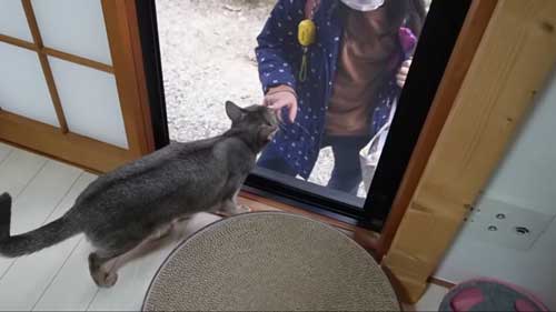 次女の帰りがうれしい猫