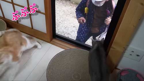 次女の帰りがうれしい猫