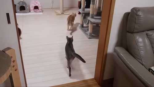 次女の帰りがうれしい猫