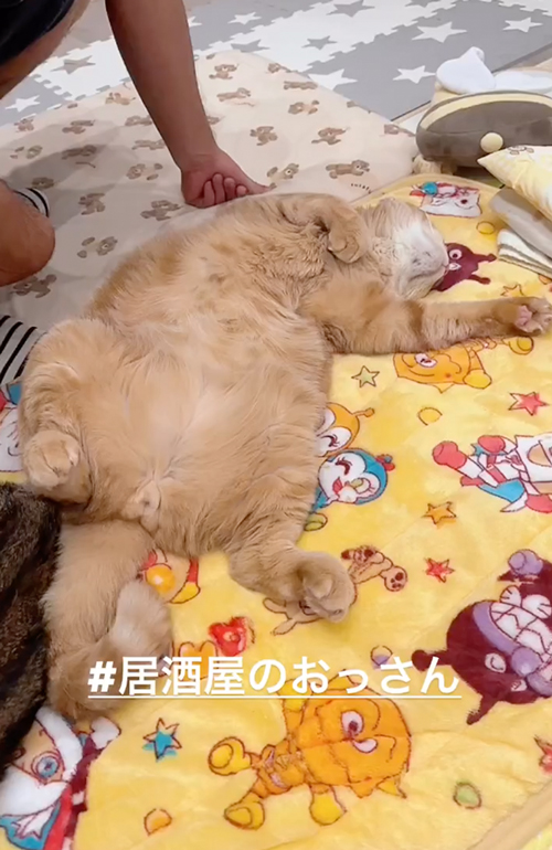 飲みすぎて寝てしまったおじさんのような猫