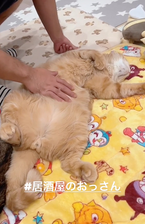 おなかたたかれる猫
