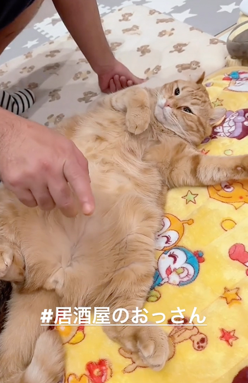 起きた猫