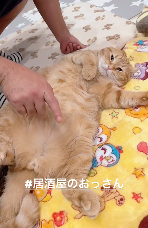 ヘソ天の猫