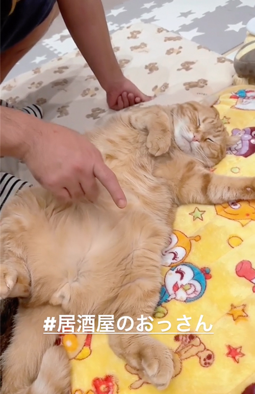起きない猫