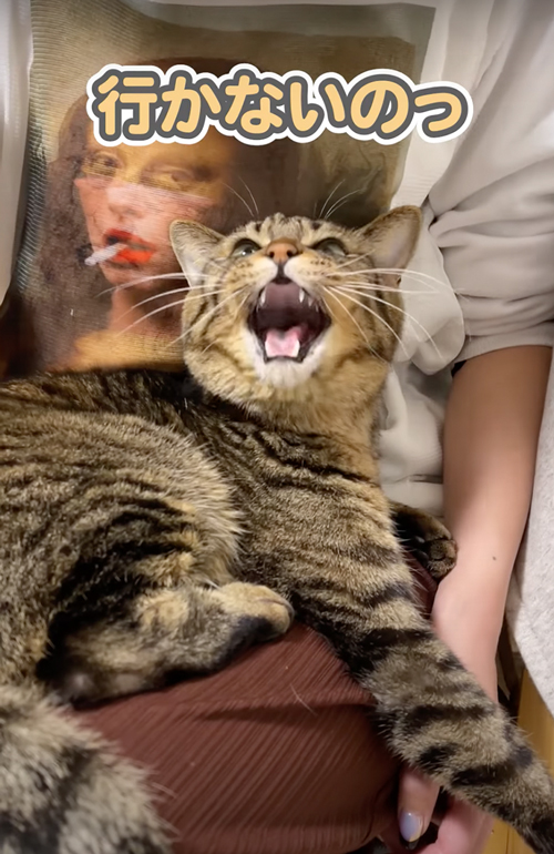 動きたくない猫