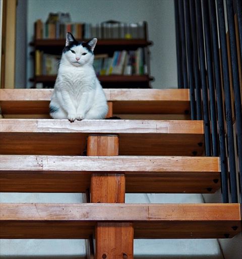 階段の上猫