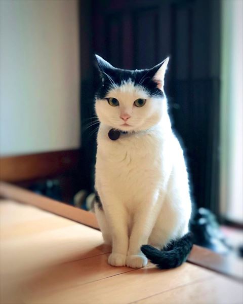 玄関前猫ちゃん