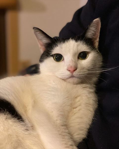 飼い主のヒザの上猫ちゃん