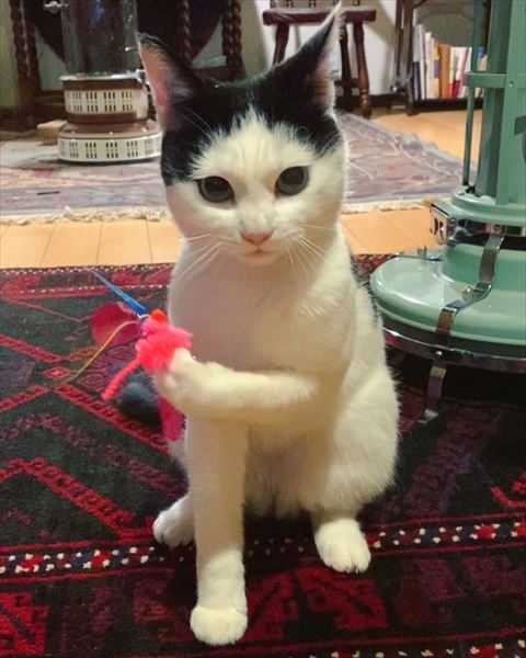 猫じゃらしと猫