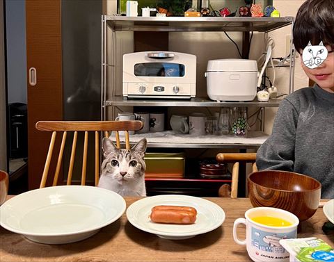 食卓に並ぶ猫
