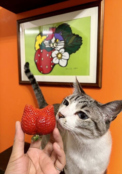 猫といちご