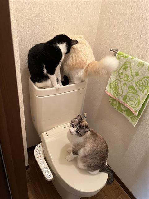 トイレに猫