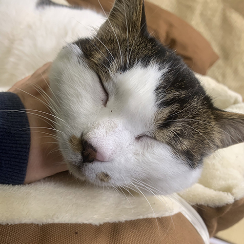 眠る猫顔アップ