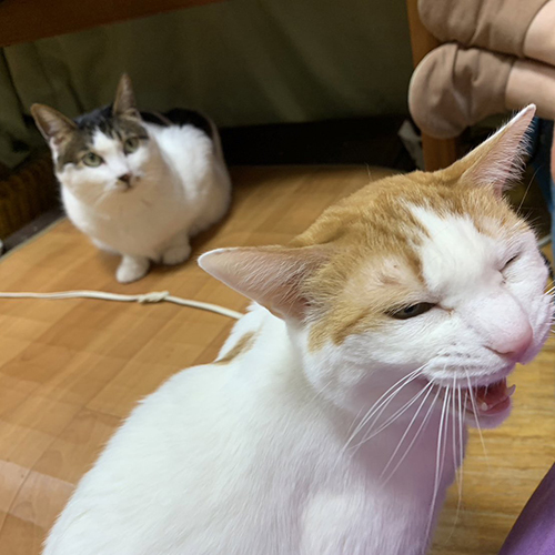 先住猫ちゃんと