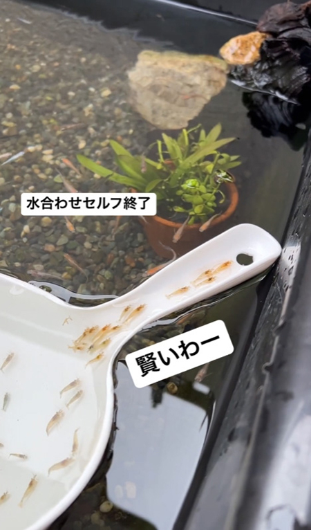 ヌマエビ