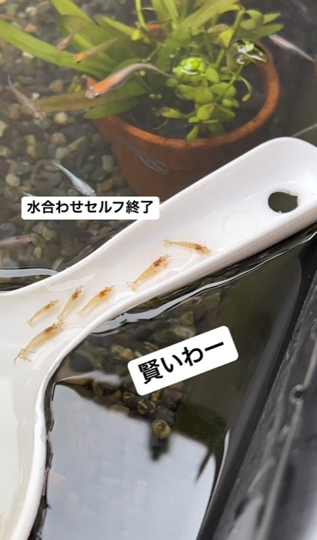 戻りはじめる4匹目