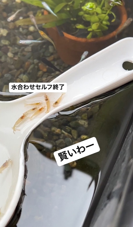 手桶に向かう4匹目