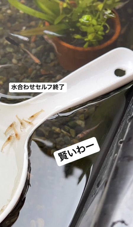 手桶に戻るエビたち