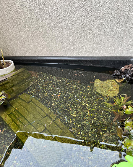 ベランダのメダカたち