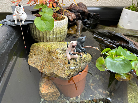 ベランダビオトープの猫