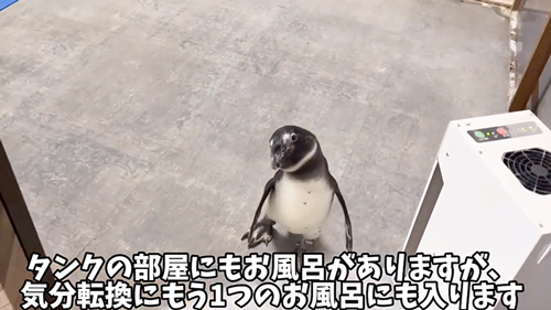 お風呂の順番待ちをするペンギン