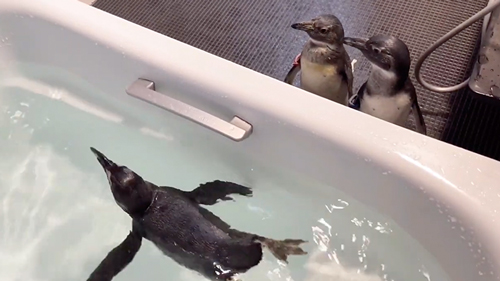 お風呂の順番待ちをするペンギン