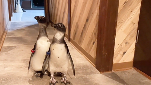 お風呂の順番待ちをするペンギン