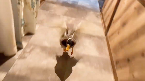 お風呂の順番待ちをするペンギン