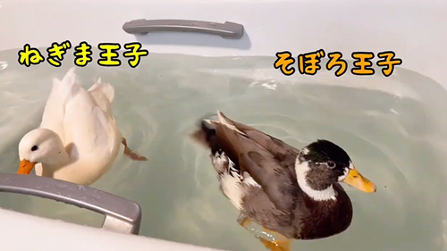 お風呂の順番待ちをするペンギン