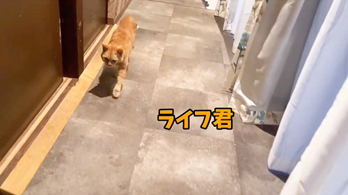 お風呂の順番待ちをするペンギン