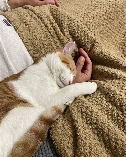 腕にだきつく猫