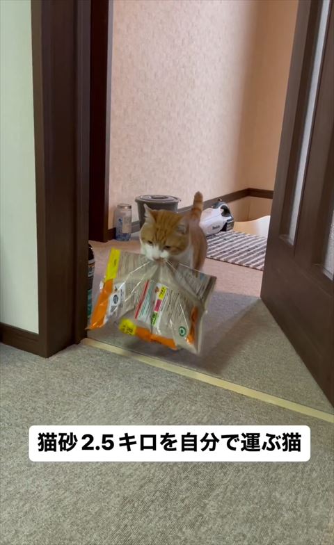 猫砂くわえて扉を通る猫ちゃん