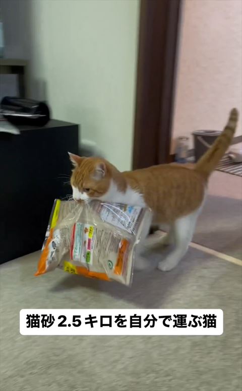 猫砂運ぶ猫斜め横から