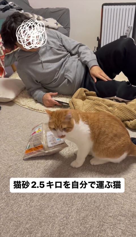 猫砂の前に座る猫