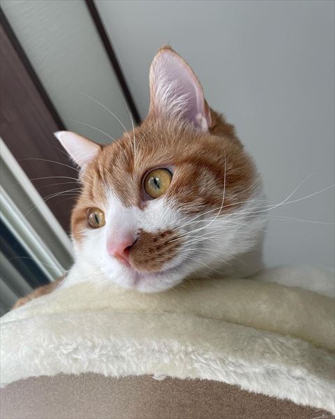 高い場所にいる猫